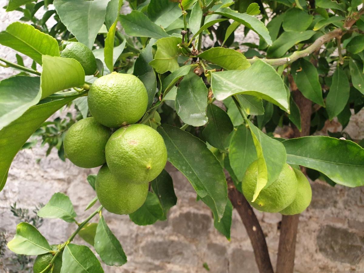 Lemon Tree Hotel Seget Donji Ngoại thất bức ảnh