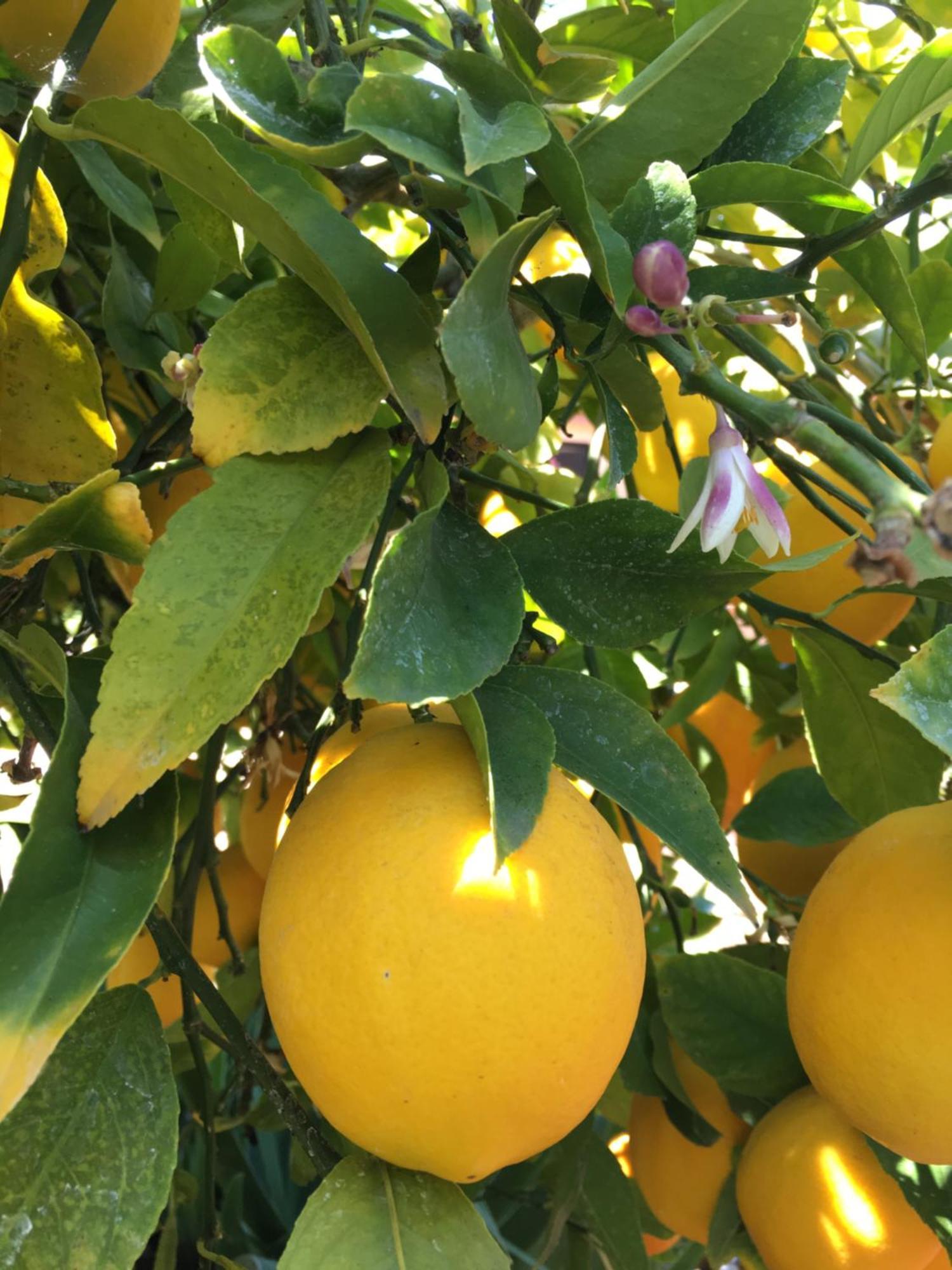 Lemon Tree Hotel Seget Donji Ngoại thất bức ảnh